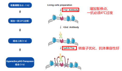 表观遗传加速器：CUT & Tag 让 DNA-蛋白质互作研究简单点！