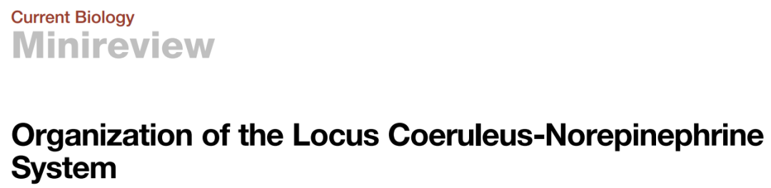 【文献解读】蓝斑核去甲肾.上腺素能系统的异质性