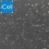 大鼠内皮祖细胞/免疫荧光鉴定/镜像绮点（Cellverse）