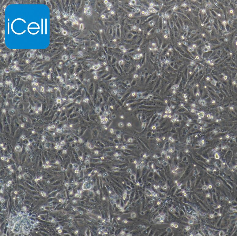 猪肾小球系膜细胞  免疫荧光鉴定 镜像绮点（Cellverse）