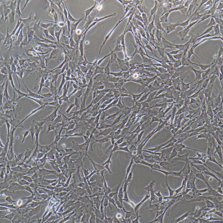 猪颈动脉平滑肌细胞  免疫荧光鉴定 镜像绮点（Cellverse）