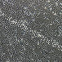 猪鼻腔粘膜上皮细胞 | 鼻腔粘膜上皮细胞 | 免疫荧光鉴定/镜像绮点（Cellverse）