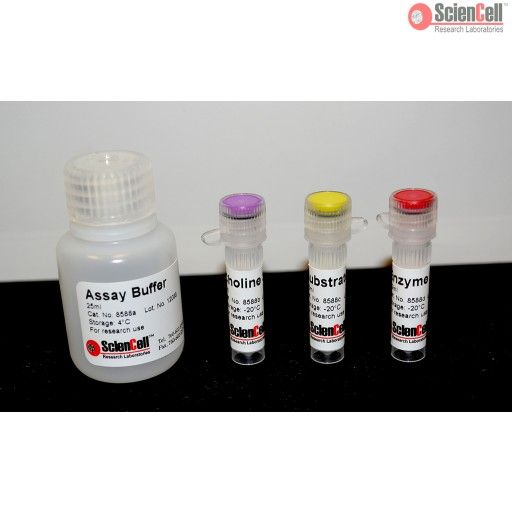 8588 ScienCell 胆碱检测试剂盒 Cho，Choline Assay