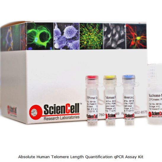 8918 ScienCell 人端粒长度定量qPCR分析试剂盒（绝对定量），Absolute Human Telomere Length Quantification qPCR Assay Kit