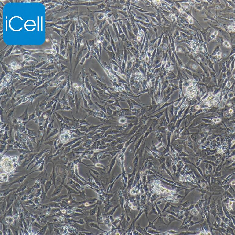 猪脂肪干细胞/免疫荧光鉴定/镜像绮点（Cellverse）