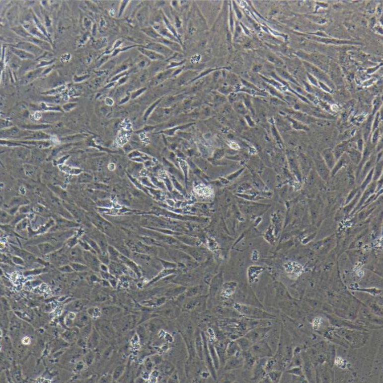 猪视网膜色素上皮细胞  免疫荧光鉴定 镜像绮点（Cellverse）
