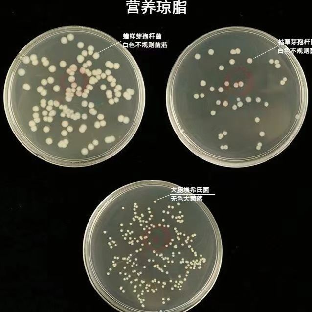 牙刷变红 沙雷氏菌图片