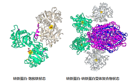 新品发布——水稻重组人转铁蛋白