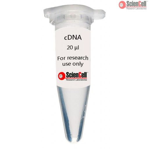 5534 ScienCell人脾细胞cDNA HSF cDNA，Human Splenic Fibroblast cDNA
