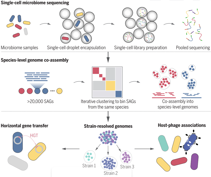 Science | 微生物组单细胞测序新技术 Microbe-seq