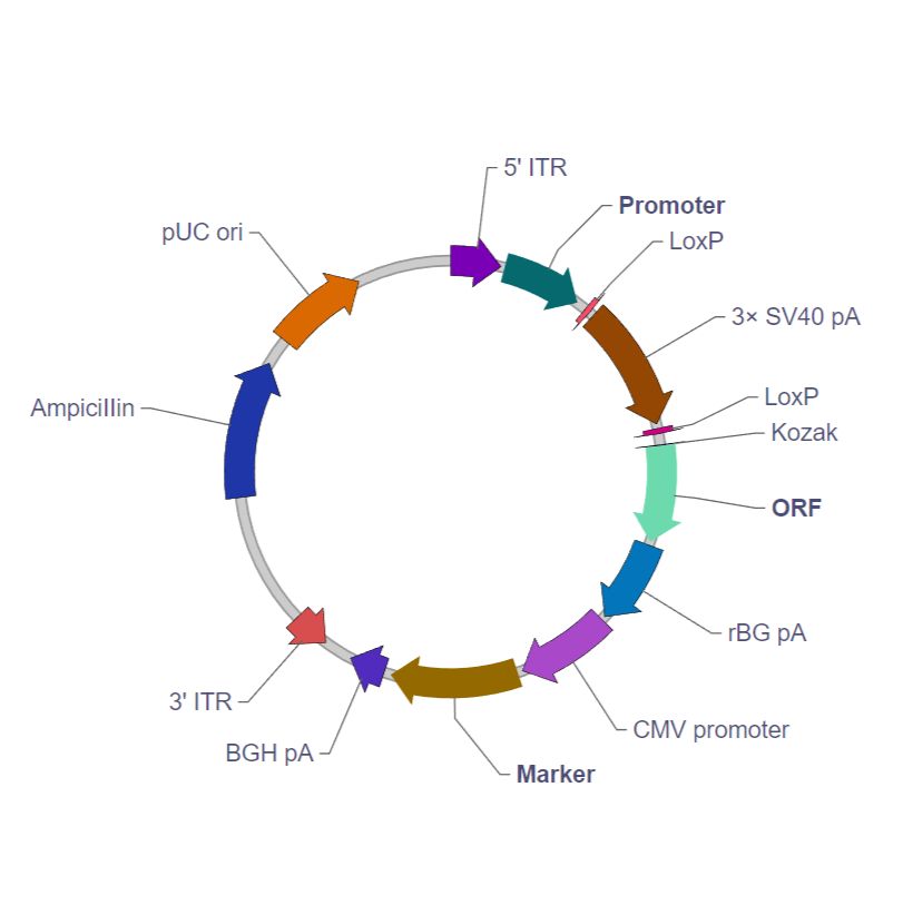 哺乳动物基因条件性表达载体PiggyBac转座载体（LoxP-Stop-LoxP介导）