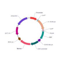 哺乳动物基因条件性表达载体质粒载体（LoxP-Stop-LoxP介导）