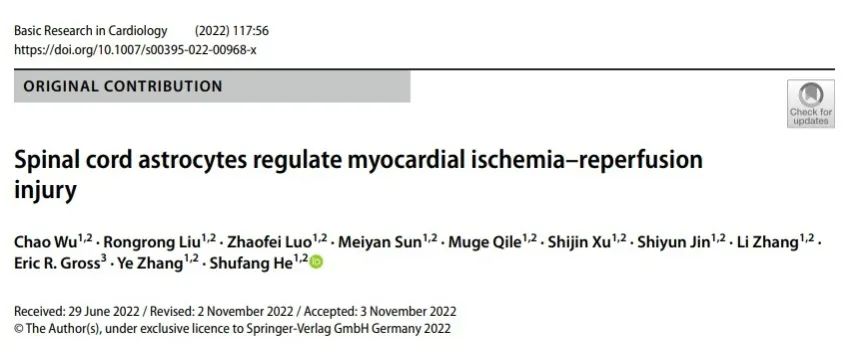 IF=12.416【客户文章】安徽医科大学第二附属医院张野/何淑芳团队揭示脊髓星形胶质细胞在心肌缺血损伤中的作用机制