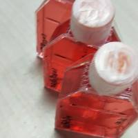 兔肾集合管上皮细胞/免疫荧光鉴定