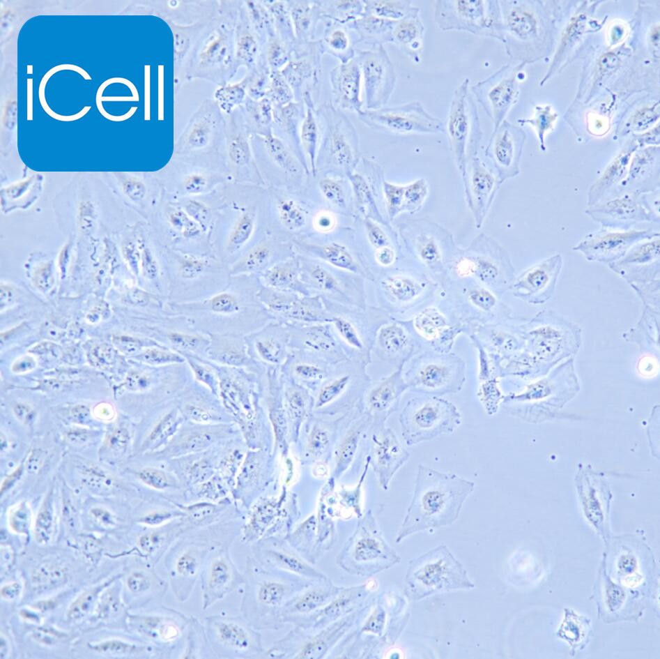 Daoy 人髓母细胞瘤细胞  STR鉴定
