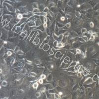 羊附睾上皮细胞/免疫荧光鉴定/镜像绮点（Cellverse）