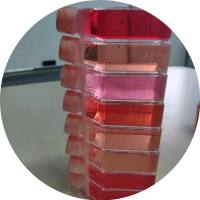 羊肺成纤维细胞/免疫荧光鉴定