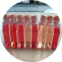 羊乳腺上皮细胞/免疫荧光鉴定