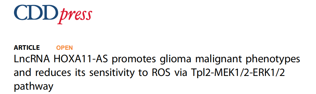 分子探针与表观遗传学研究好文分享：LncRNA HOXA11-AS通过Tpl2-MEK1/2-ERK1/2通路促进胶质瘤恶性表型并降低其对ROS的敏感性(IF=9.685)