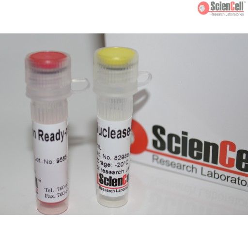  ScienCell8298人间充质干细胞脂肪形成检测试剂盒 HMSC-A PCR，Human Mesenchymal Stem Cell Adipogenesis Detection Kit