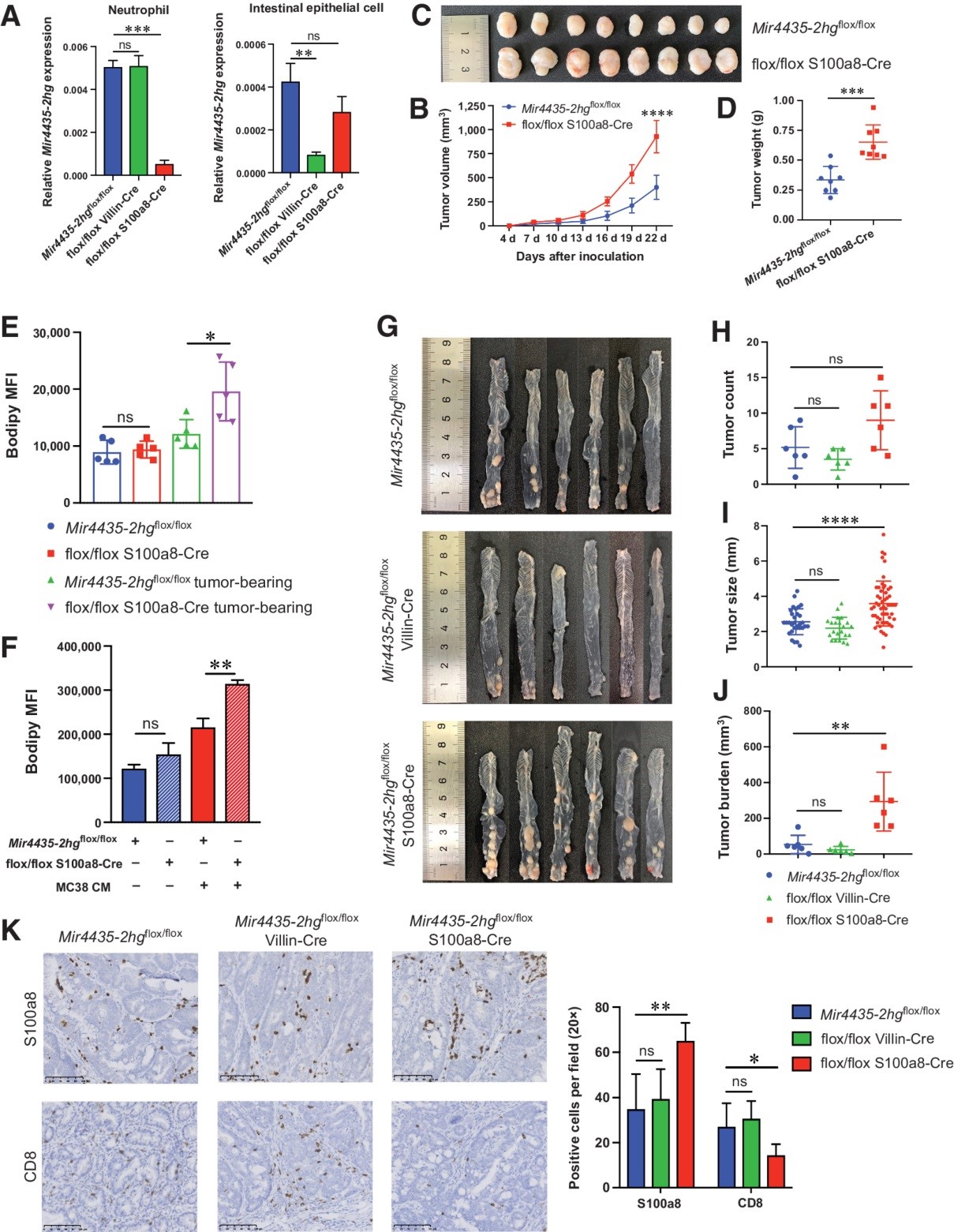 长链非编码 RNA MIR4435-2HG通过重编程中性粒细胞抑制结直肠癌的发生和进展 - 企业动态 - 丁香通
