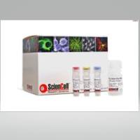 ScienCellR8918大鼠端粒长度定量qPCR分析试剂盒（绝对定量）ARTLQ