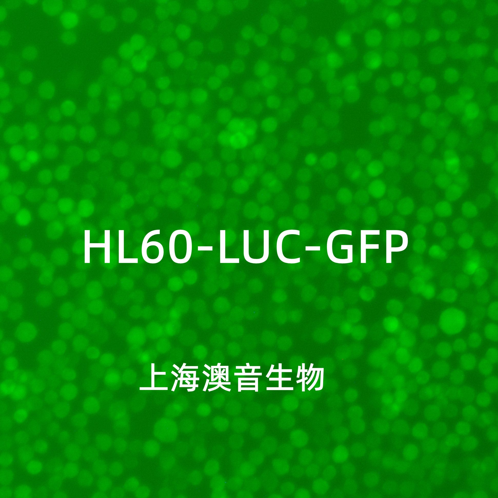 HL-60-LUC-GFP-PURO[hl60-luc;hl60-gfp,hl-60-luc,hl-60-gfp]双标记的人原髓细胞白血病细胞