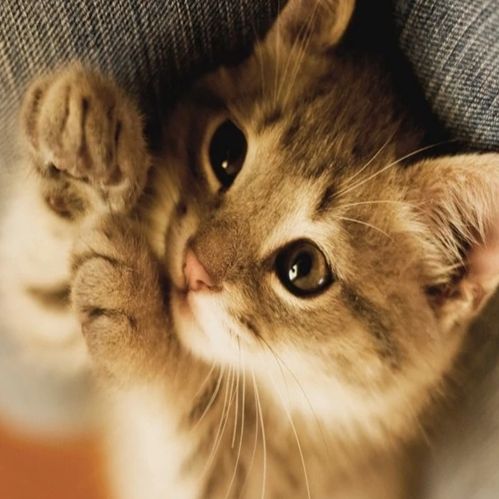 猫免疫缺陷病毒快速检测卡