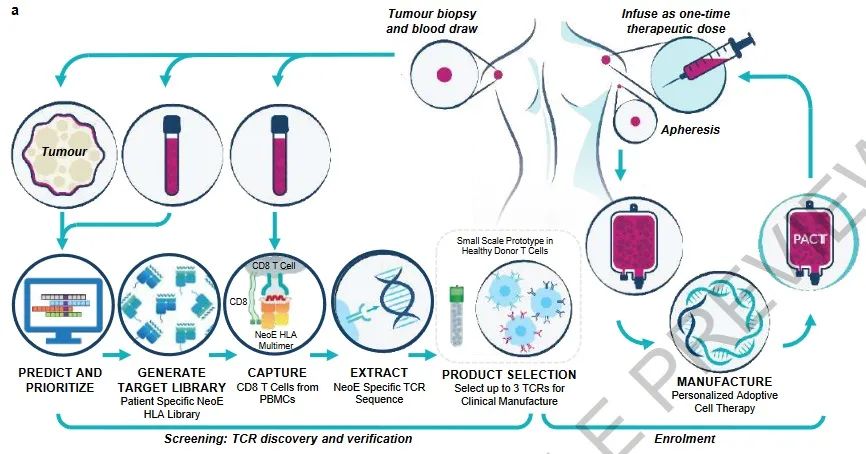CRISPR 个性化疗法获重大进展：基因编辑 T 细胞治癌开始人体试验