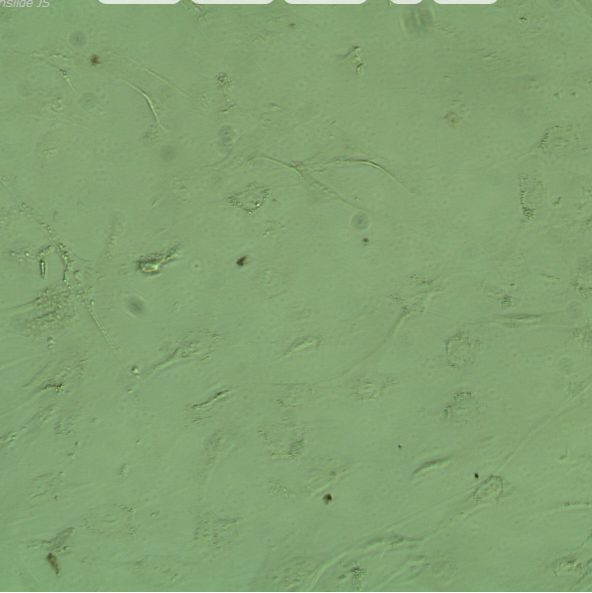  ScienCell8088TUNEL 色标记细胞凋亡检测试剂盒，Colorimetric TUNEL Apoptosis Assay