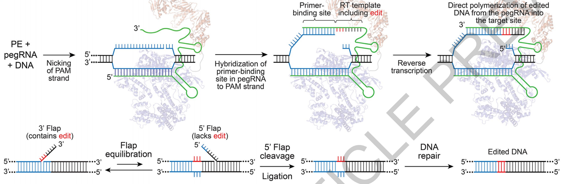 精确基因编辑工具——Prime Editing