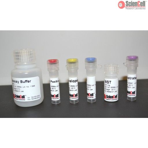 ScienCell8568乙*脱氢酶活性检测试剂盒 ADH，Alcohol Dehydrogenase Assay