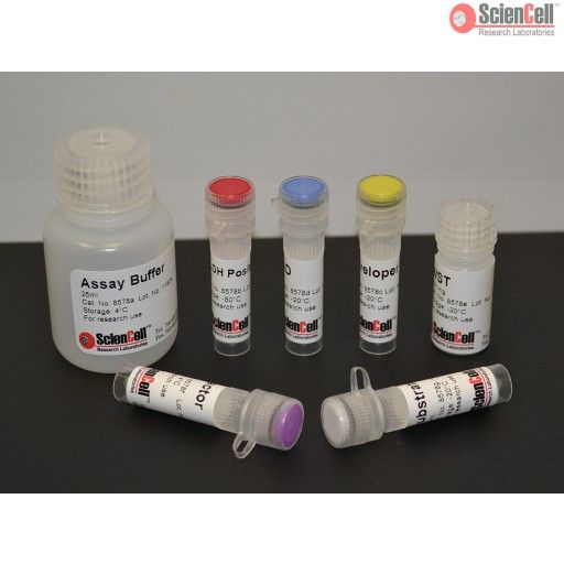 ScienCell8578醛胶氢酶检测试剂盒 ALDH，Aldehyde Dehydrogenase Assay