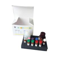 MutaREAL®MTHFR C677T实时PCR试剂盒