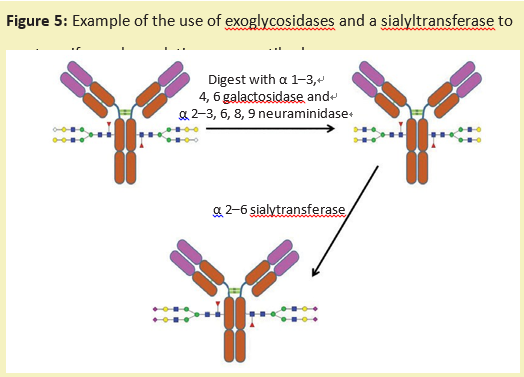 阿拉丁--用糖苷酶编辑治疗性蛋白质上的糖链