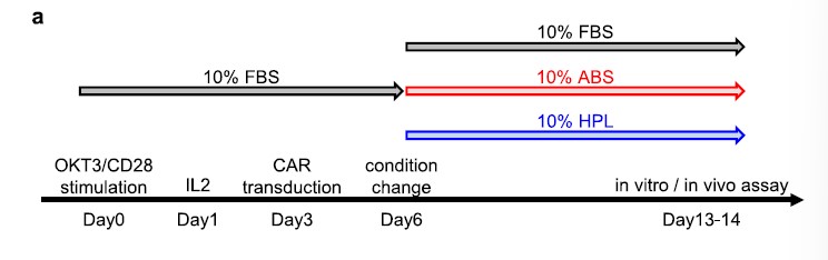 【分享】血小板裂解液hPL体内外扩增CAR - T细胞的抗肿瘤效应研究