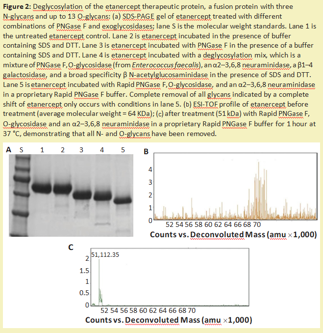 阿拉丁--用糖苷酶编辑治疗性蛋白质上的糖链