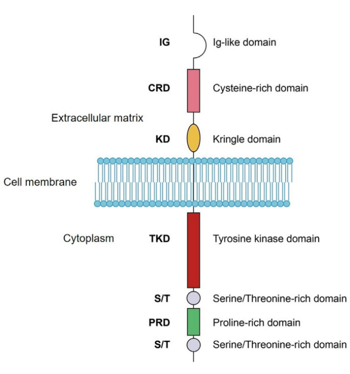 CD3双抗又火了？这次的靶点是ROR1