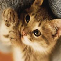 韩国亚山猫白血病毒抗原检测卡(胶体金法)