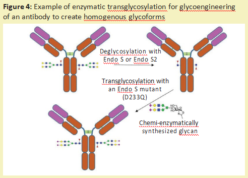 阿拉丁--用糖苷酶编辑治疗性蛋白质上的糖链