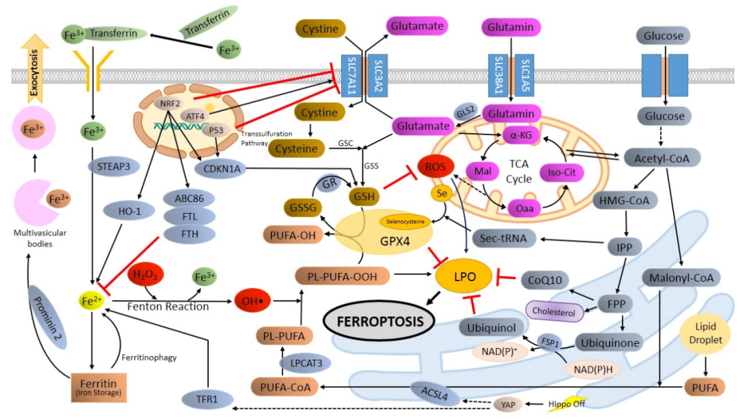 过犹不及”——铁代谢对铁死亡的调控
