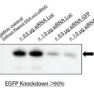 Roche罗氏04476115001 X-tremeGENE™ siRNA 转染试剂，X-tremeGENE™ siRNA Transfection Reagent(Roche)