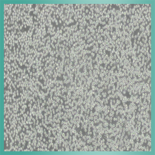 NIH/3T3细胞_小鼠胚胎细胞