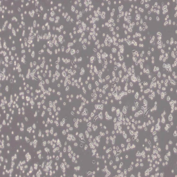 BNL CL.2细胞_小鼠胚胎肝细胞