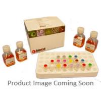 ScienCell 0523抗真菌溶液AMX,Antimycotic Solution