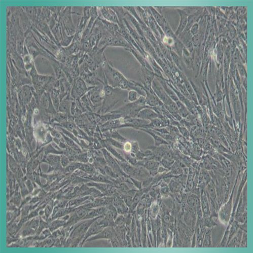 J774A.1细胞_小鼠单核巨噬细胞