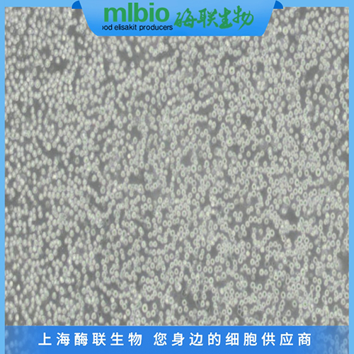 Neuro-2a细胞_小鼠脑神经瘤细胞