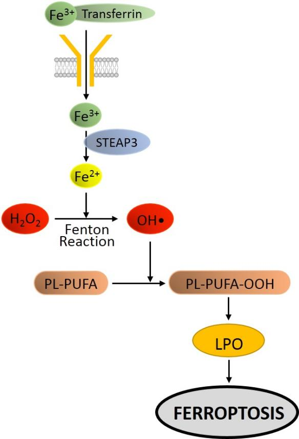 过犹不及”——铁代谢对铁死亡的调控