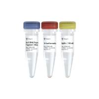 Bst II DNA Polymerase Large Fragment（DNA聚合酶）（P702）