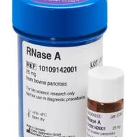 Roche 罗氏10109169001 RNase A